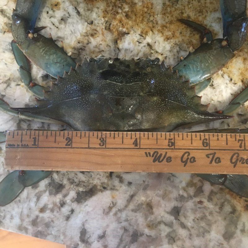 Crabs in Hilton Head